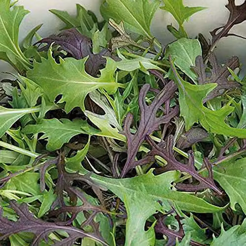 Thompson and Morgan Four Colour Mizuna Mixed Salad Leaves Seed Packet