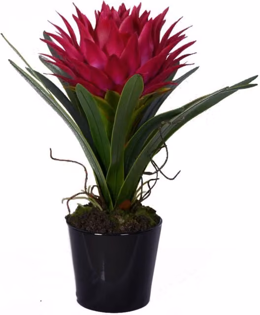 Orsina Pink Tropical Floral Plant in a Black Ceramic Tabletop Pot – 1