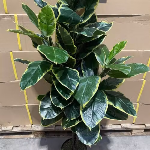 Botanik Green Artificial Rubber Tree, Height: 120 cm – 4