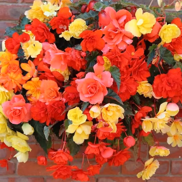 Thompson and Morgan Begonia Illumination Mixed Multicolour Outdoor Bedding Plants