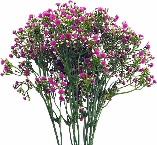Pegdev Pack of 6 Pink Artificial Gypsophila Baby's Breath Floral Stems, 55 cm