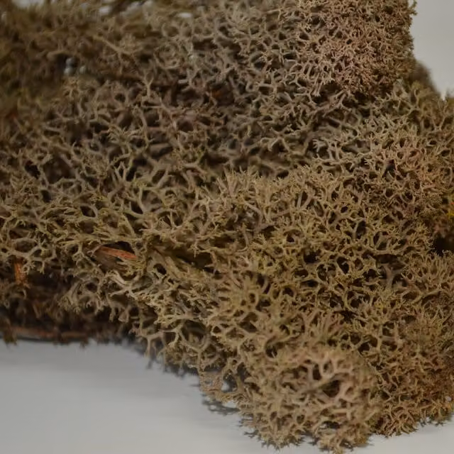 Natural Crafts Brown Coloured Reindeer Moss
