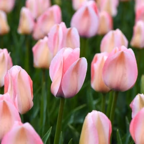 Thompson & Morgan Tulip Bella Blush Darwin Hybrid Bulbs, Candy Pink with Peachy Stripes, 8 Bulbs – 2