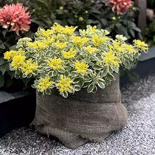Thompson & Morgan Sedum Takesimense Atlantis Hardy Perennial with Yellow Blooms, 9cm Potted Plants – 6