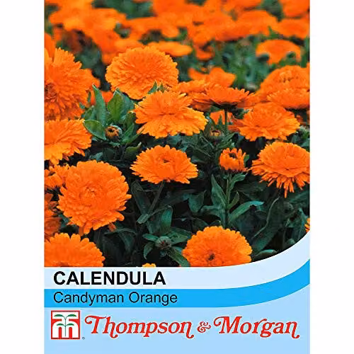 Thompson and Morgan Calendula Officinalis Candyman Orange English Marigold Flower Seeds, 100 Seeds – 2