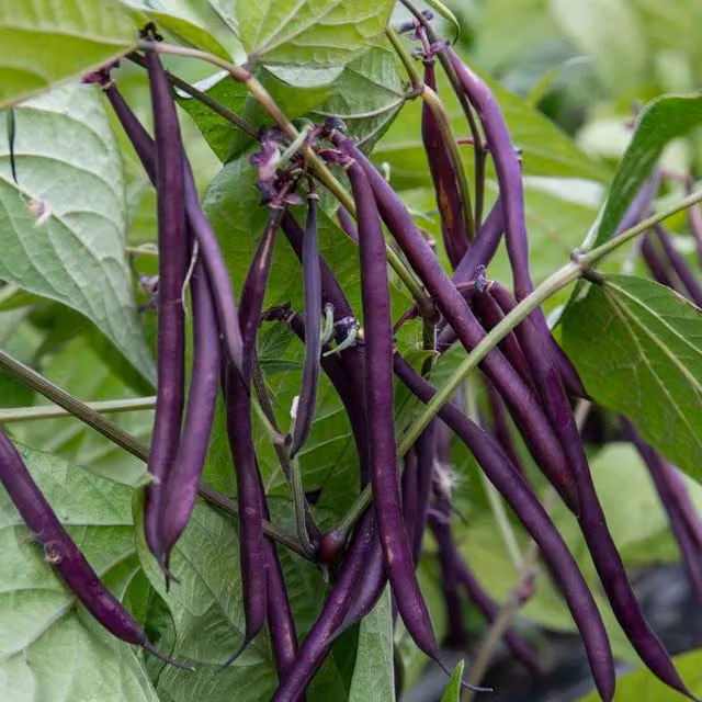 Marshalls Garden Carminat French Climbing Bean Seeds with Purple Pods, 50 Seeds