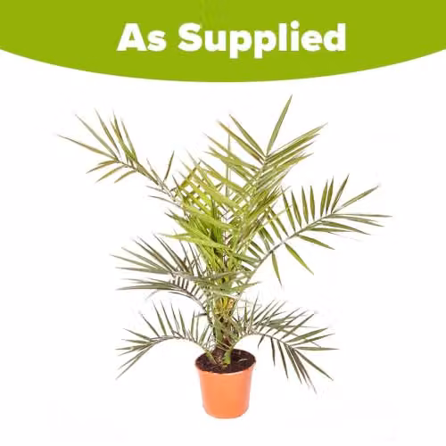 YouGarden Phoenix Palm Tree, 55-75cm Tall, in a 14cm Pot – 3