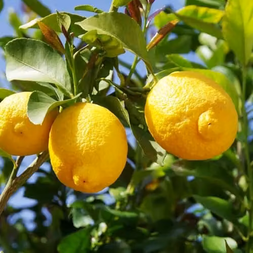 YouGarden Citrus Lemon Fruit Tree with Fragrant Flowers in a 20cm Pot – 1