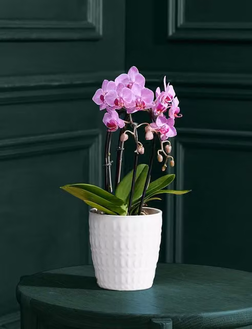M&S Flower Market Purple Miniature Phalaenopsis Cascade Orchid in a Ceramic Pot