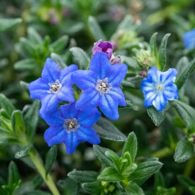 Marshalls Garden Lithodora Heavenly Blue Evergreen Ornamental Ground Cover Shrub, Blue/Grey