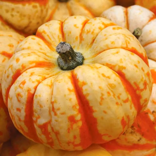 Marshalls Garden Albion F1 Parsnip Seeds, Orange Vegetable Seeds