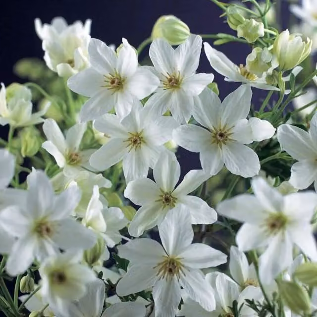 Plant Theory Clematis Cartmanii Joe White Flowering Climbing Plant in a Pot, Green and White