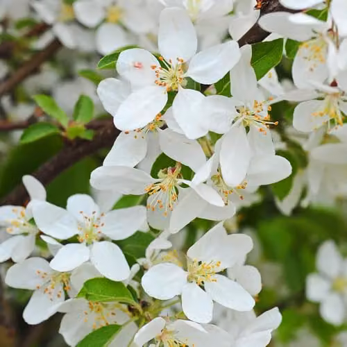 Thompson & Morgan Crab Apple Sugar TYME Hardy Deciduous Tree with Fragrant White Blossoms and Red Fruits, 2 x 12 Litre Pots – 2