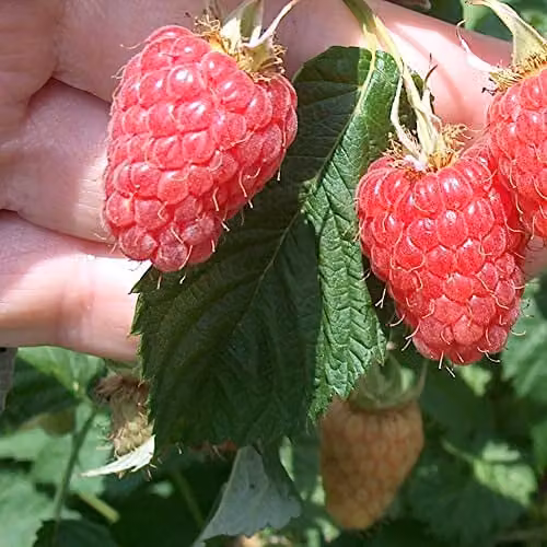 Thompson and Morgan Raspberry Canes Malling Minerva Early Summer Fruiting Rubus idaeus Red Fruit Plants, 12x Bare Root Canes – 3