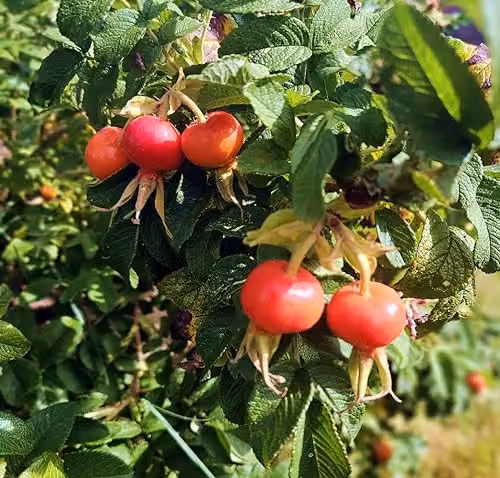 F&G Supplies Rosa Rugosa Hedging Rose Bare Root Plants, Pack of 20, Height: 30-60 cm – 2