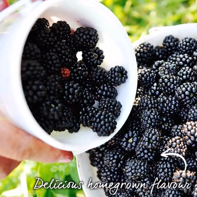 Marshalls Garden Blackberry Asterina Thornless Variety, Black