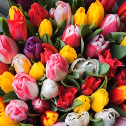 Thompson & Morgan Tulip Darwin Mixed Multicolour Spring Bulbs, 8 Bulbs
