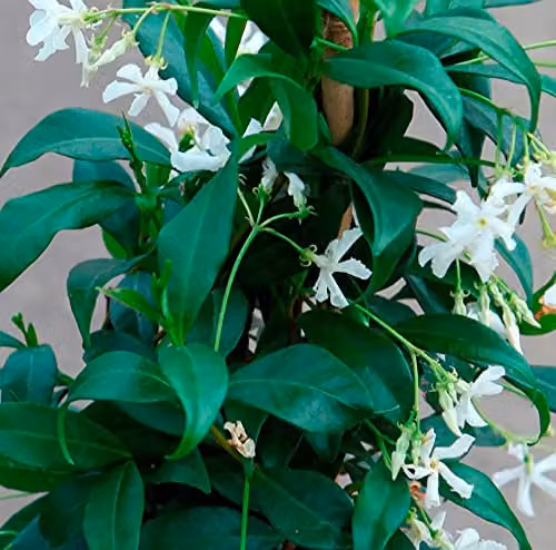 Thompson and Morgan Star Jasmine Trachelospermum Jasminoides Hardy Climbing Shrub with White Flowers, 9cm Pot – 3