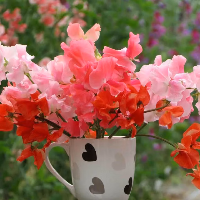 Unwins Peach Melba Mix Sweet Pea Flower Seeds, Orange and Multicolour