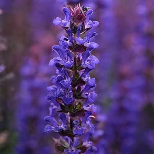 Thompson and Morgan Salvia nemorosa Salvatore Deep Blue Hardy Perennial Garden Plant, 24 x Plug Plants, Blue/Purple