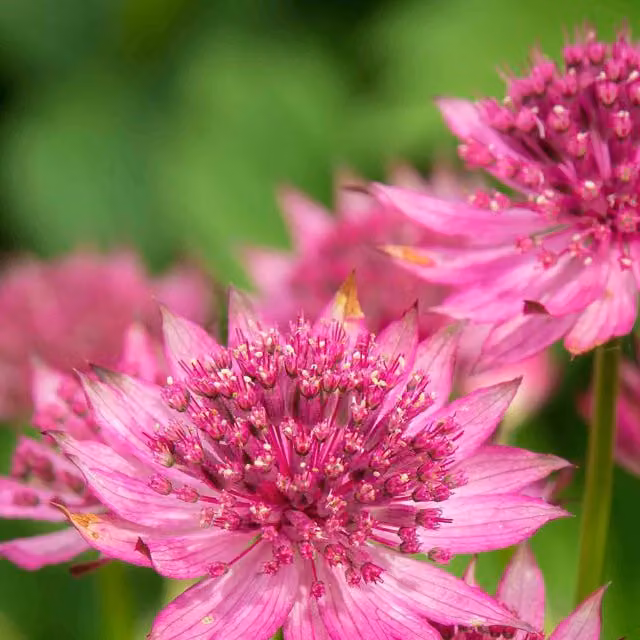 Marshalls Garden Astrantia Roma Perennial Deep-Pink Pincushion Flowers, 9cm Pot