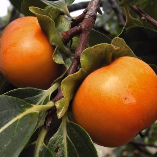 Thompson & Morgan Non-Astringent Sharon Kaki Persimmon Fruit Tree, 7 Litre Potted Plant