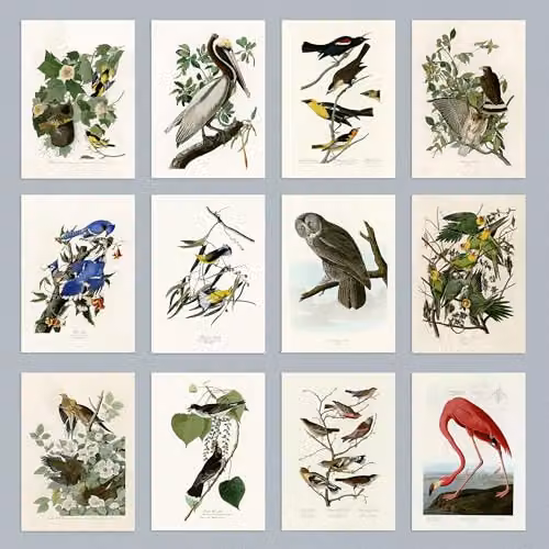 Artery8 John James Audubon Birds of America Multicolour Paper Poster Illustration, W: 25.0 cm, H: 14.8 cm – 3