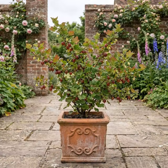 Plants by Post Gooseberry Murcurines Large Hardy Fruit Bush with Green Berries and Mid-Green Foliage, 2L Pot