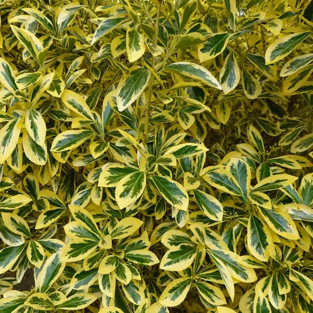 Plants By Post Euonymus Microphyllus Aureomarginatus Green and Gold Ornamental Shrub Hedge Plant