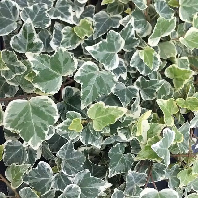 Primrose Hedera Helix White Wonder English Ivy Climbing Houseplant in a Green 8.5cm Pot – 1