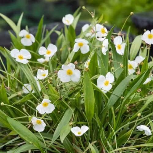 Thompson & Morgan Baldellia ranunculoides Lesser Water Plantain Aquatic Plant with Pink Flowers, Pack of 3, 9cm Pot – 2