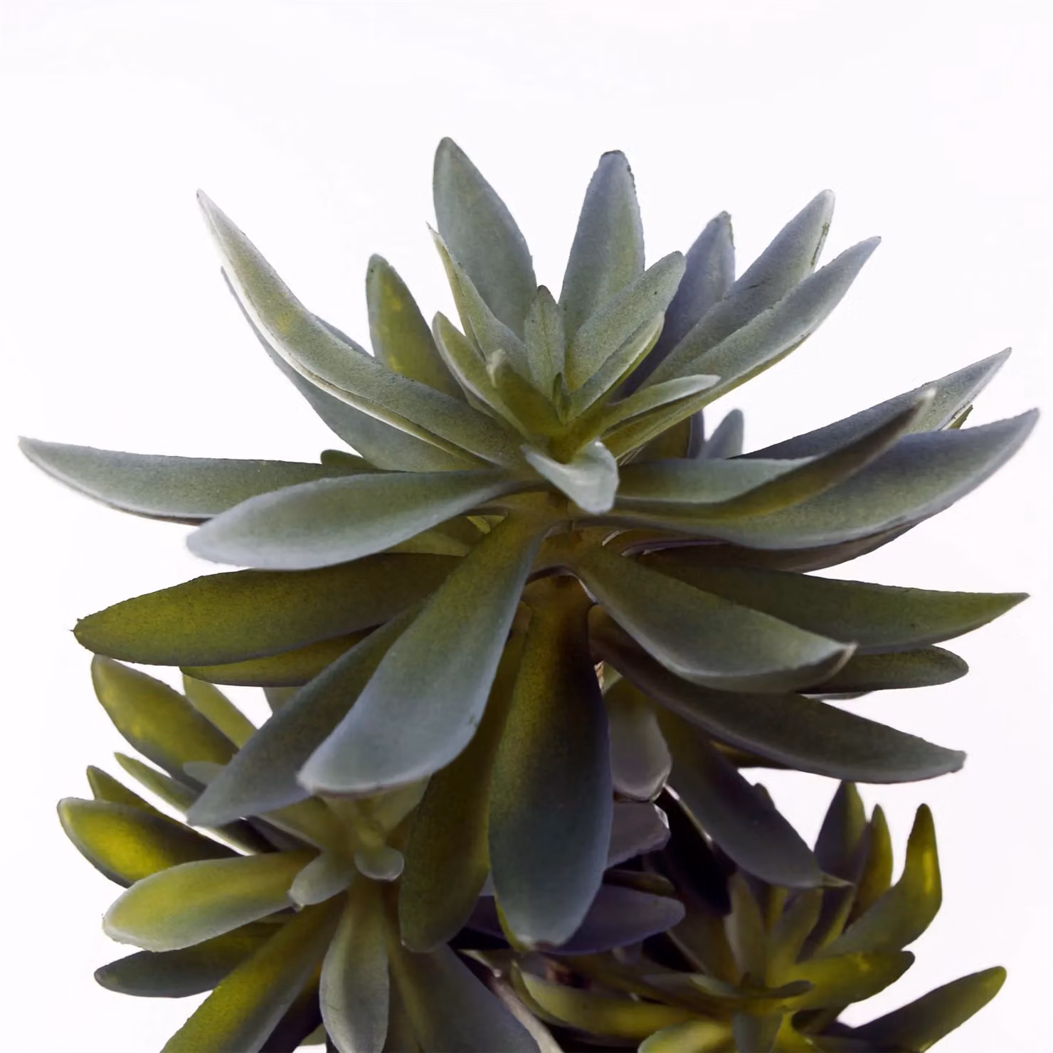 Leaf Design UK Artificial Tropical Yucca Plant in Black Planter, Green, Height: 60 cm – 5