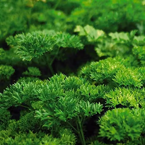 Thompson & Morgan Champion Moss Curled Parsley Seeds, 750 Seeds – 1