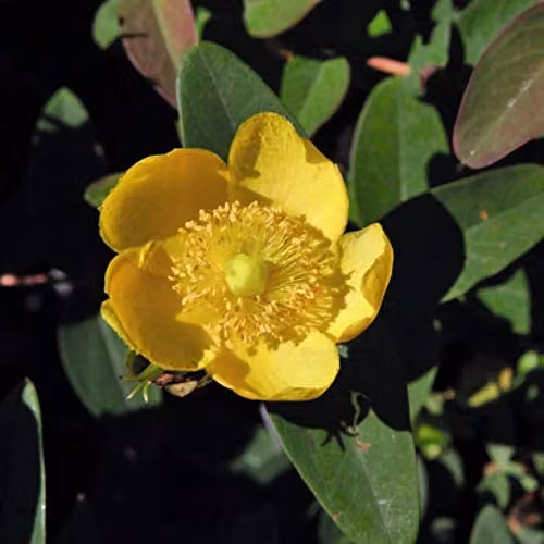 Thompson and Morgan Hypericum dummeri Peter Dummer St. John's Wort Hardy Ornamental Shrub, 2 x 9cm Pots