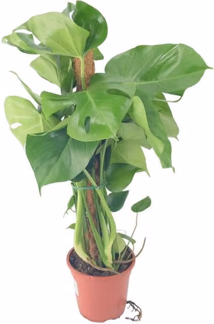 Plants by Post Monstera Deliciosa Swiss Cheese Plant, Green, Height: 85 cm