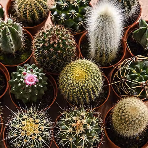 Thompson & Morgan Mixed Cacti Indoor Succulent Plants, Green, W: 10 cm, H: 5.5 cm – 2