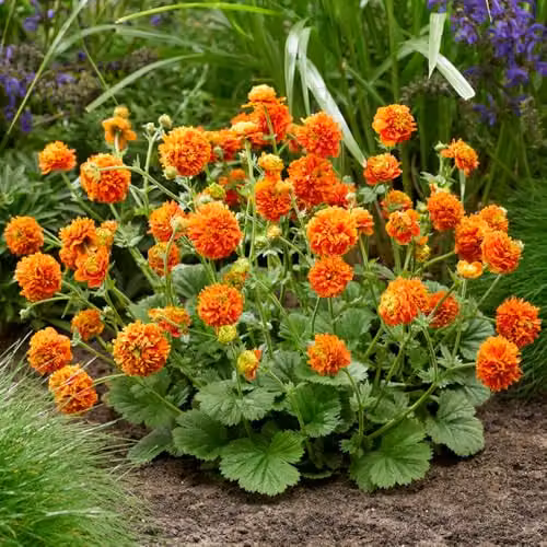 You Garden Geum Orange Pumpkin Perennial Ornamental Plants in 9cm Pots – 2
