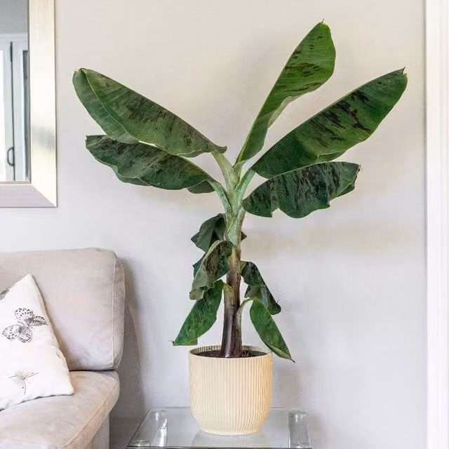 Primrose Musa Acuminata Dwarf Cavendish Banana Green Indoor House Plant, Height: 65 cm, Pot Size: 21 cm