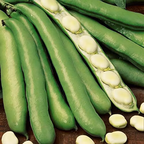 Thompson and Morgan Witkiem Broad Bean Seeds, White Seeded Fava Beans, 30 Seeds per Packet