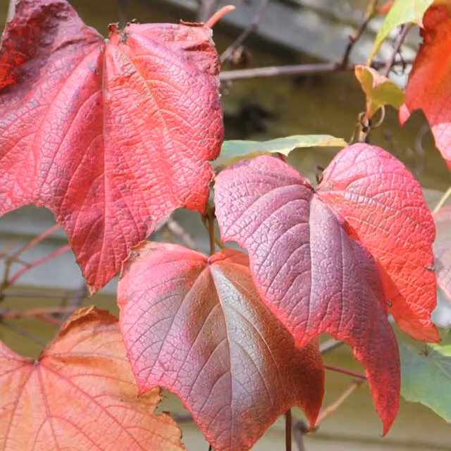 Plant Theory Vitis Coignetiae Crimson Glory Burgundy Grape Vine Climber Plant, Green and Red