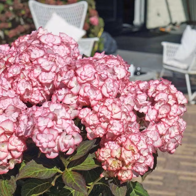 Marshalls Garden Hydrangea macrophylla Miss Saori Ornamental Shrub, Pink and White