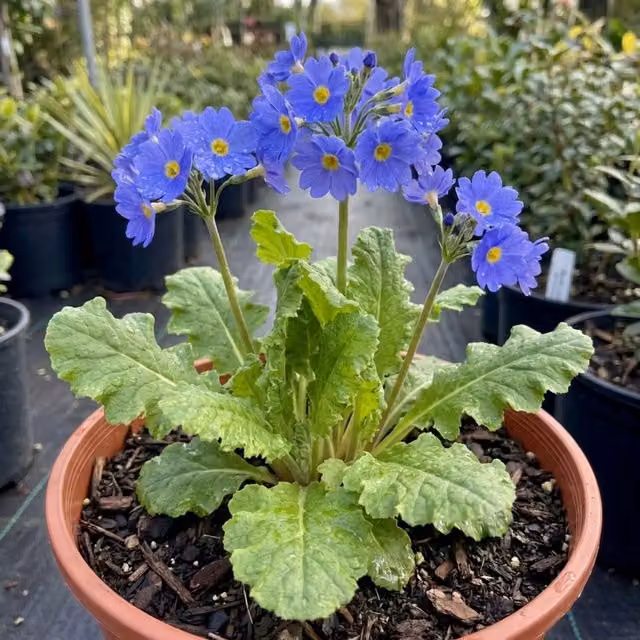 Plants by Post Primula Oakleaf Blue Perennial Potted Plant, Blue and Yellow, 2L