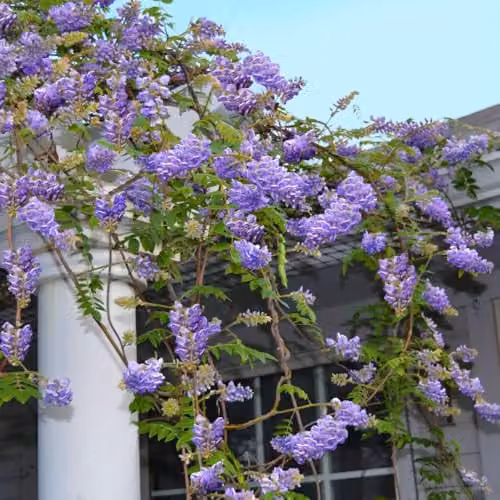 Thompson & Morgan Wisteria frutescens Amethyst Falls Hardy Flowering Purple Climber with Tower Pot, 2 x 9cm Plants – 1