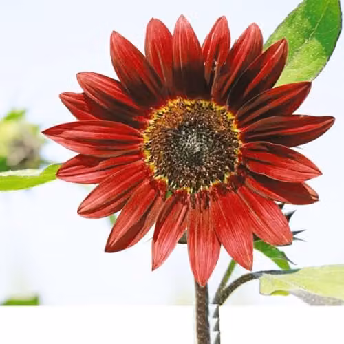 Thompson & Morgan Sunflower Claret F1 Hybrid Seeds, Deep Red Blooms with Chocolate Centres, 25 Seeds – 2