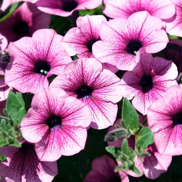 Set of 3 Pink Vein Surfinia Petunia Bedding Plants in 9cm Pots