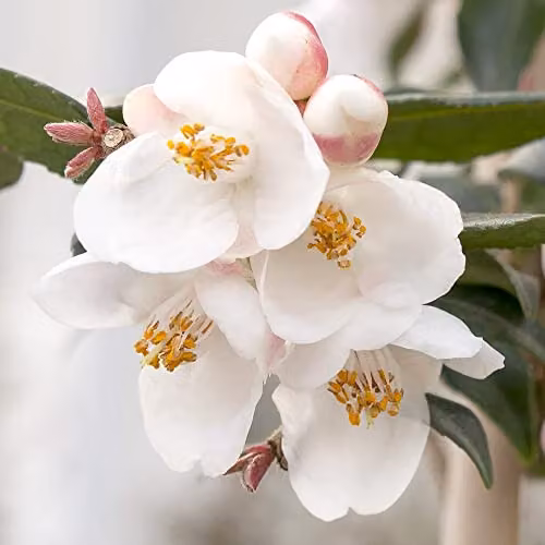 Thompson & Morgan Camellia Rosthorniana Cupido Hardy Ornamental Shrub, Pink and White, 3 Litre Pot