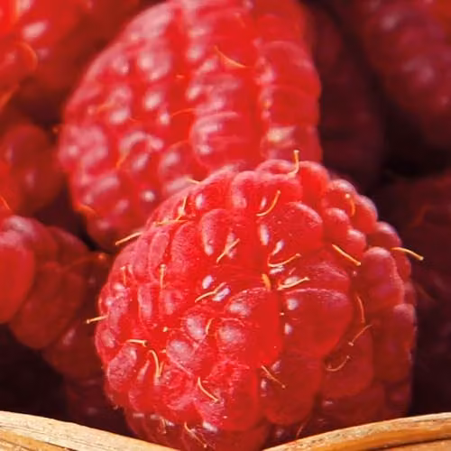 Thompson & Morgan Organic Raspberry Autumn Bliss Red Berry Bush, 1.7 Litre Potted Plant – 4