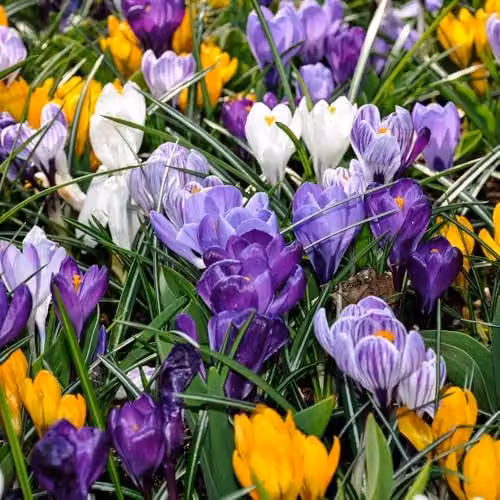 YouGarden Crocus Large Flowered Mixed Bulbs, Set of 30 Multicolour and White Bulbs for Autumn Planting