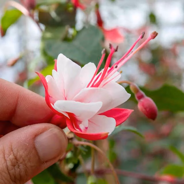 Marshalls Fuchsia Snow Cap Bedding Plant, Pink and White Two-Tone Summer and Autumn Outdoor Bloomer
