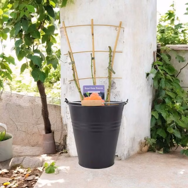 Plants By Post Scent From Heaven Rose Salmon-Orange Climbing Potted Plant 5.5L
